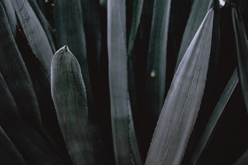 Free Detailed close-up of aloe vera leaves emphasizing texture and natural patterns. Stock Photo