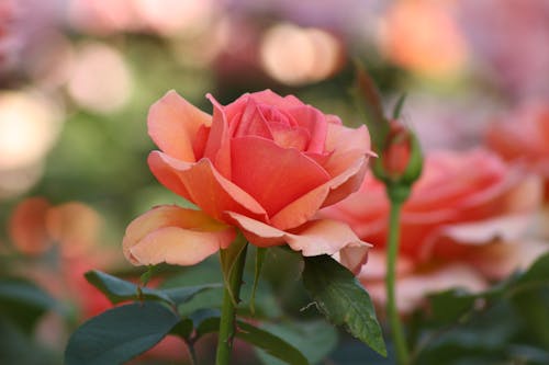 1000 amazing rose bokeh