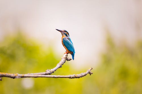 Free Blue Bird Sits on Tree Branch Stock Photo