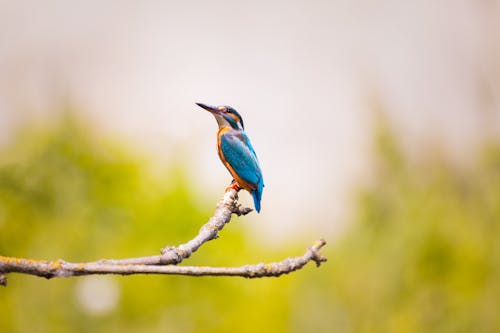 Blue Bird Sits on Tree Branch