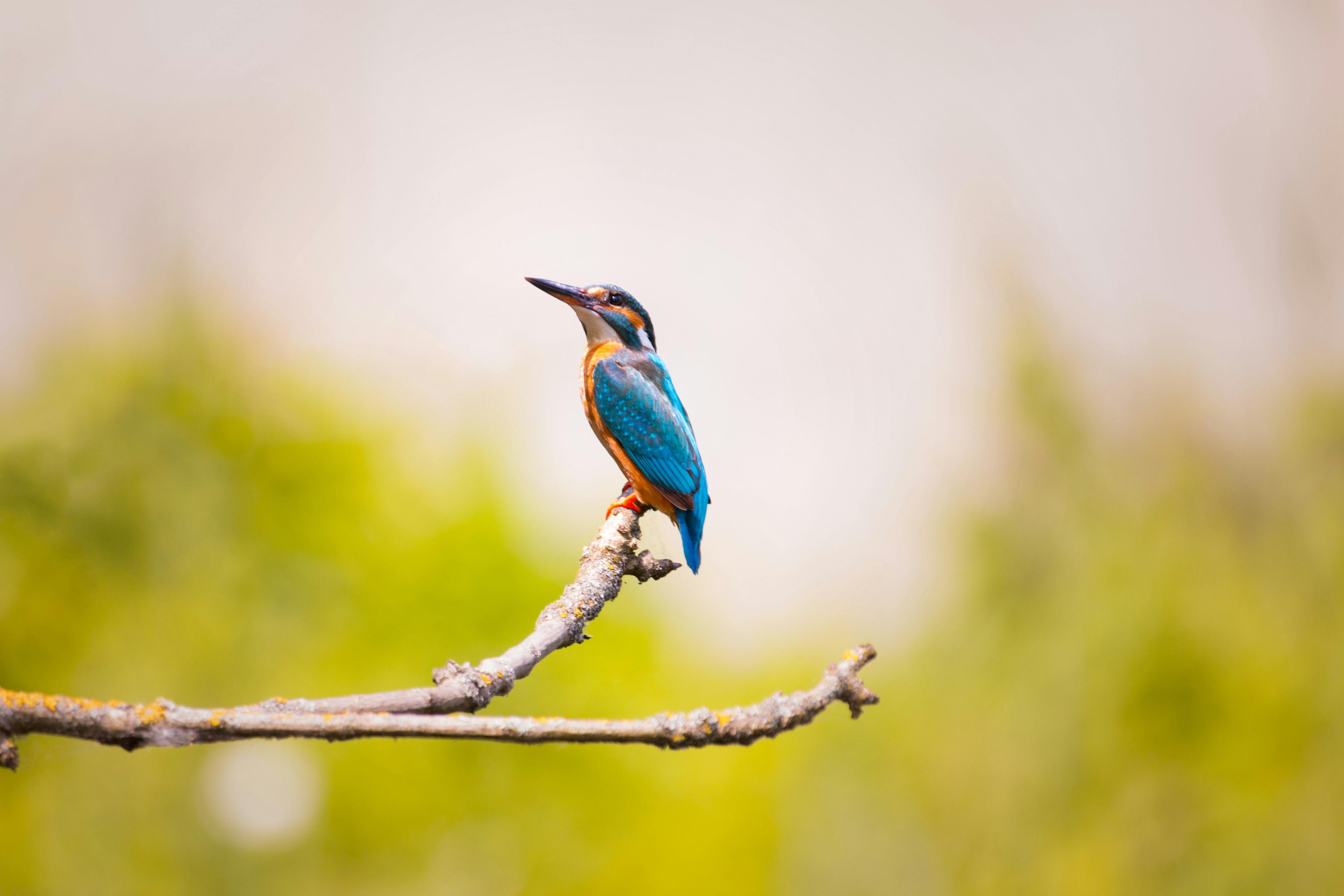 Blue Bird Sits on Tree Branch \u00b7 Free Stock Photo