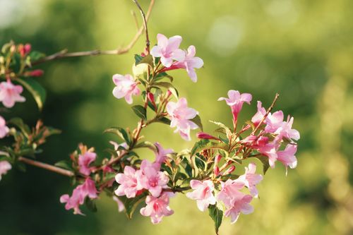 Free A close-up of blooming pink weigela flowers with green leaves and soft background lighting. Stock Photo
