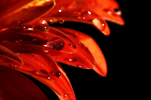 Red Petals With Dew