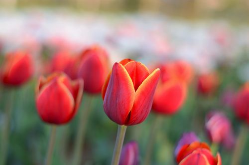 Free A close-up of vibrant red tulips in full bloom, capturing the essence of springtime. Stock Photo