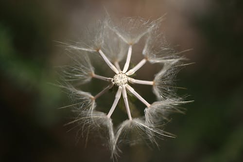 Selective Photography of Dandelion