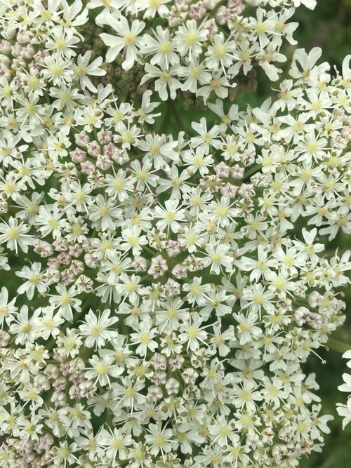 Free stock photo of flowers, full frame, white Stock Photo