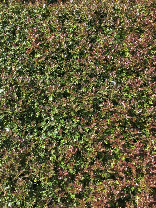 Free stock photo of bush, dark green leaves, full frame Stock Photo
