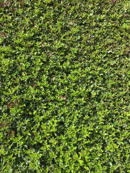 Free stock photo of bush, dark green leaves, full frame Stock Photo