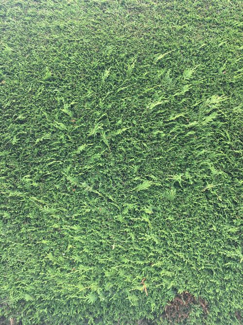 Free stock photo of bush, full frame, green Stock Photo