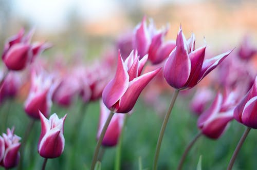 무료 핑크 튤립 꽃꽂이 사진 스톡 사진