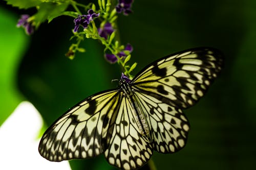 Free stock photo of idea leuconoe, paper kite