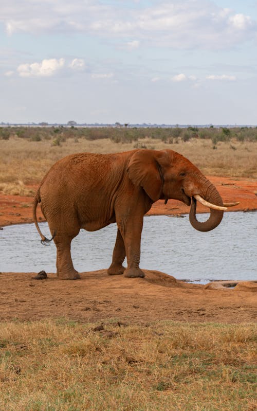 An Elephant in a Savanna 