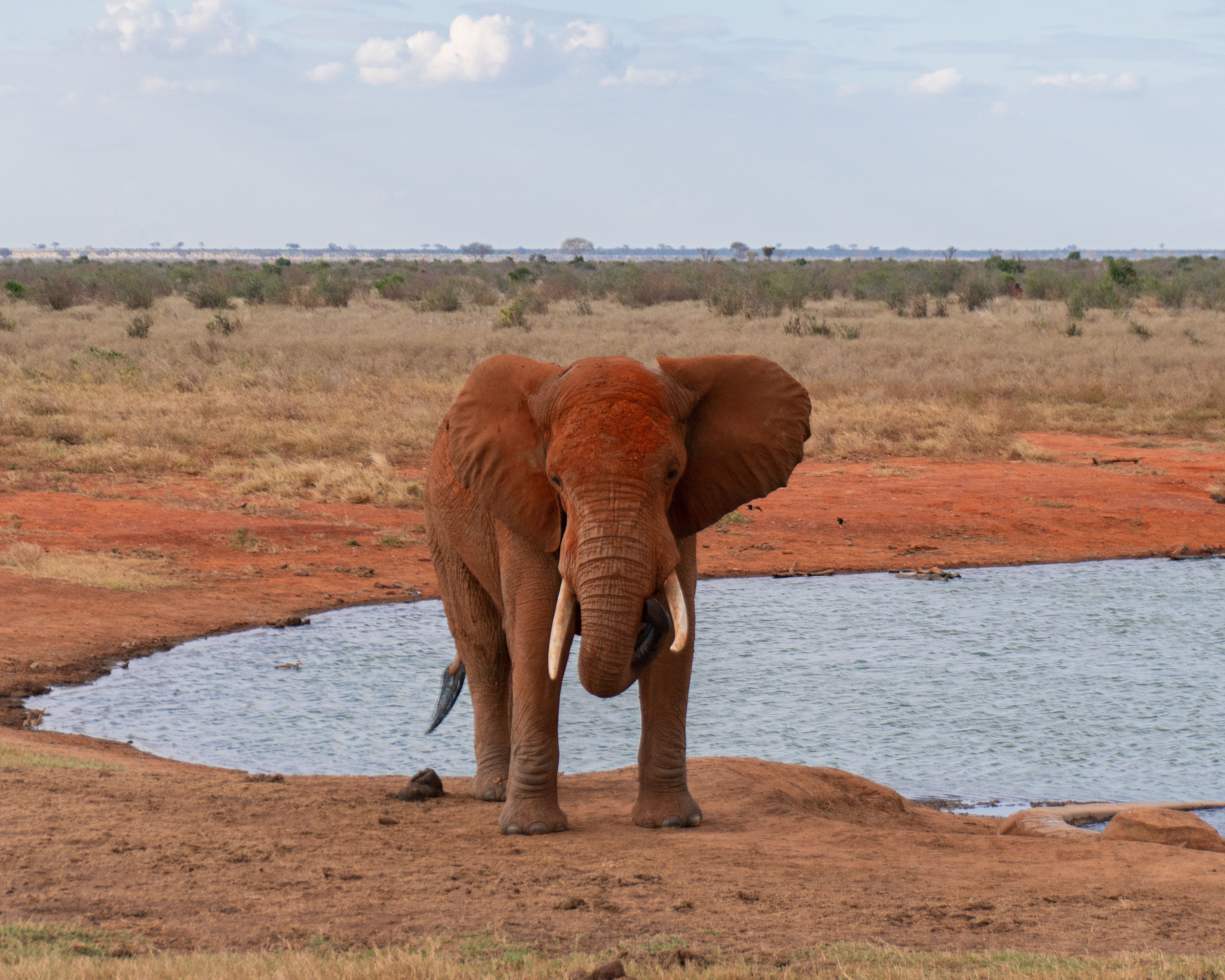 Ultimate Nairobi 3 Museums and Bomas of Kenya Day Tour Review: A Deep Dive into Kenya's Cultural Heart Review 2026 - A serene scene of an African elephant standing by a waterhole in the savanna, embodying wildlife beauty.