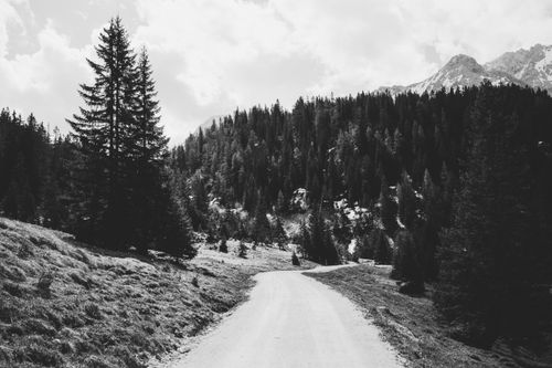 Free Grayscale image of a dirt road winding through a mountainous pine forest landscape. Stock Photo