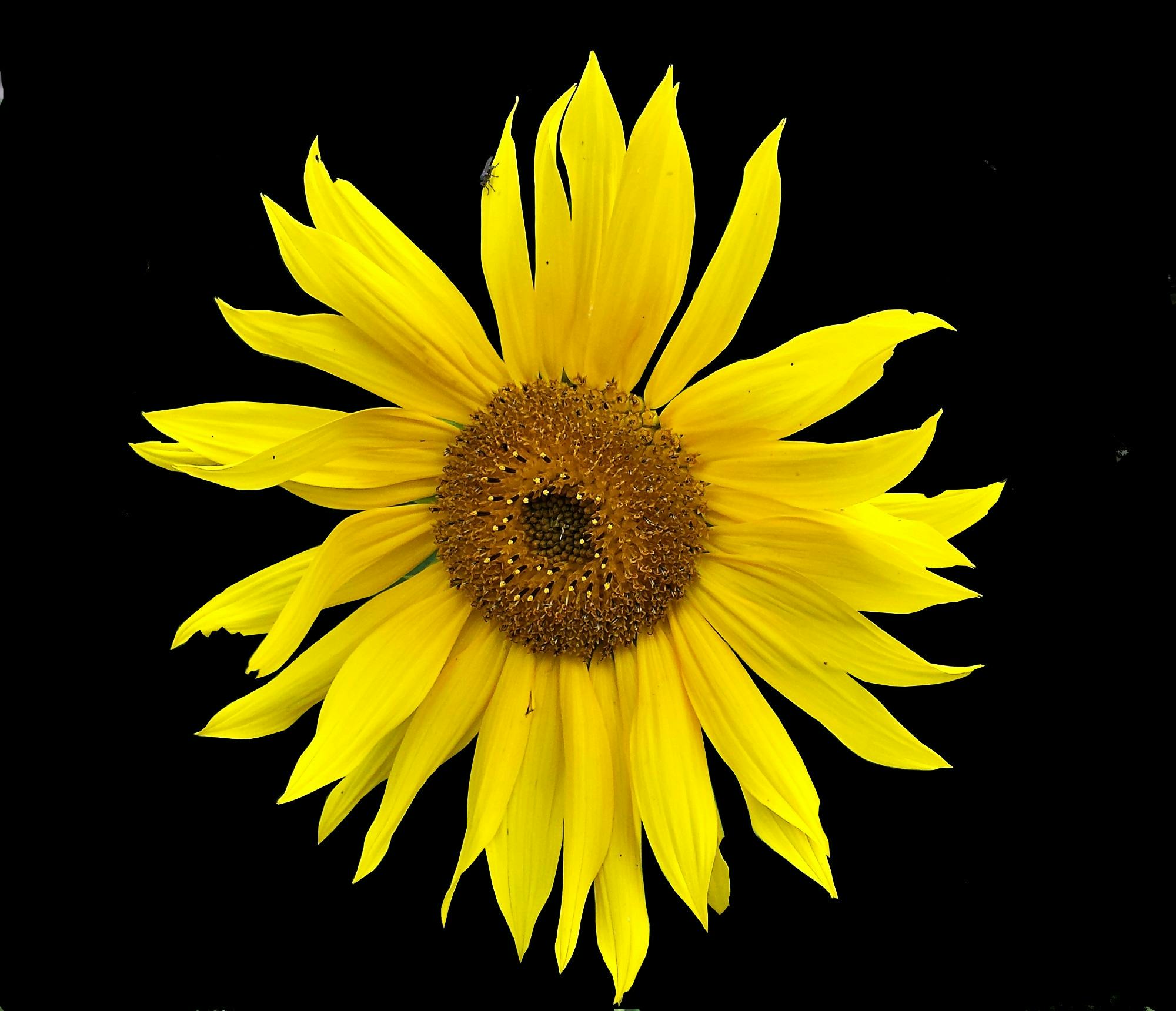 4000 Gambar Bunga  Matahari Warna  Hitam  Paling Keren 