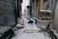 Black Short Coated Dog on Gray Concrete Floor