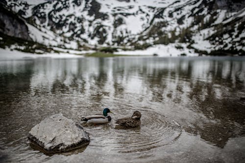 Free 2 Mallard Ducks on the Lake Stock Photo