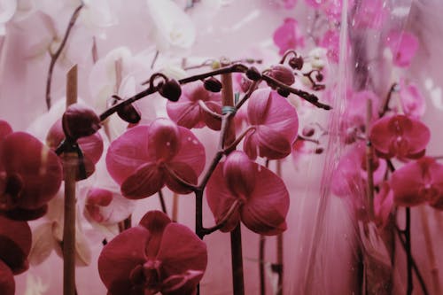 Blooming pink orchids on stems