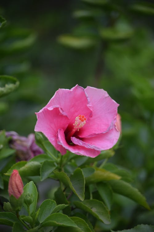 Kostenloses Stock Foto zu blume, nahansicht, natur