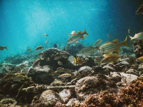 Colorful fish swim among the coral reefs in the Indian Ocean's vibrant underwater world.