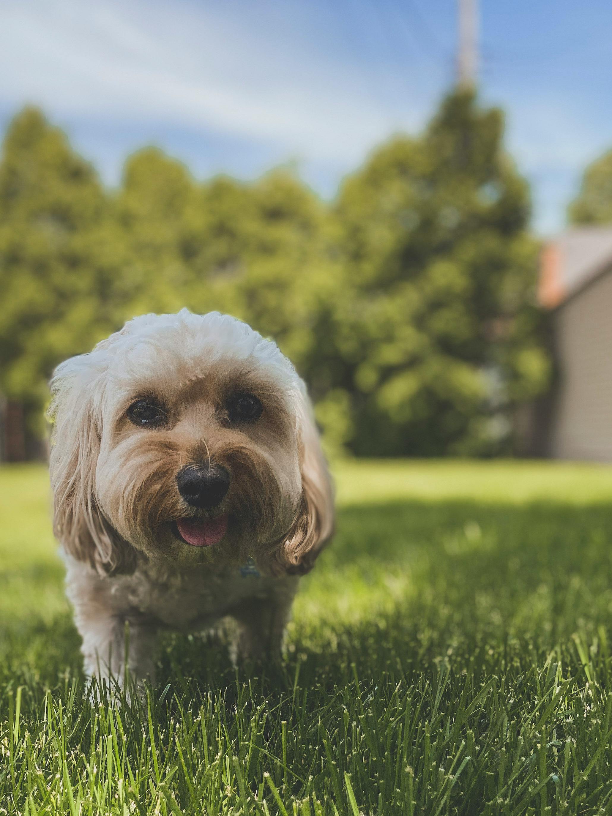 white long coated puppy on green grass