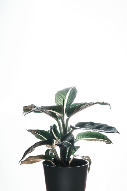 Free A potted plant with leaves against a white background, highlighting nature's elegance. Stock Photo