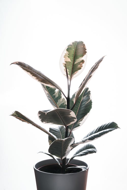 A Plant With White Background 