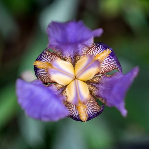 Gratis Fotos de stock gratuitas de de cerca, flor lila, flora Foto de stock
