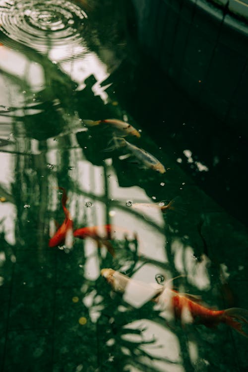 Orange and White Koi Fish in Water