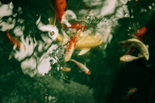 Orange and White Koi Fishes in Water