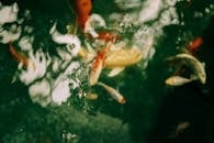 在宁静的水族馆环境中，充满活力的锦葵鱼优雅地游动着