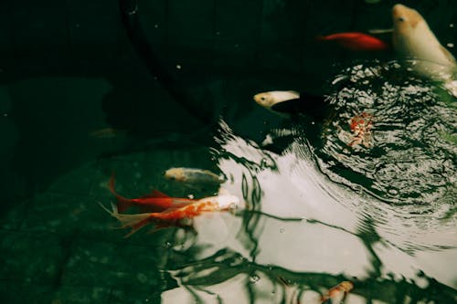 Orange and White Koi Fishes in Water