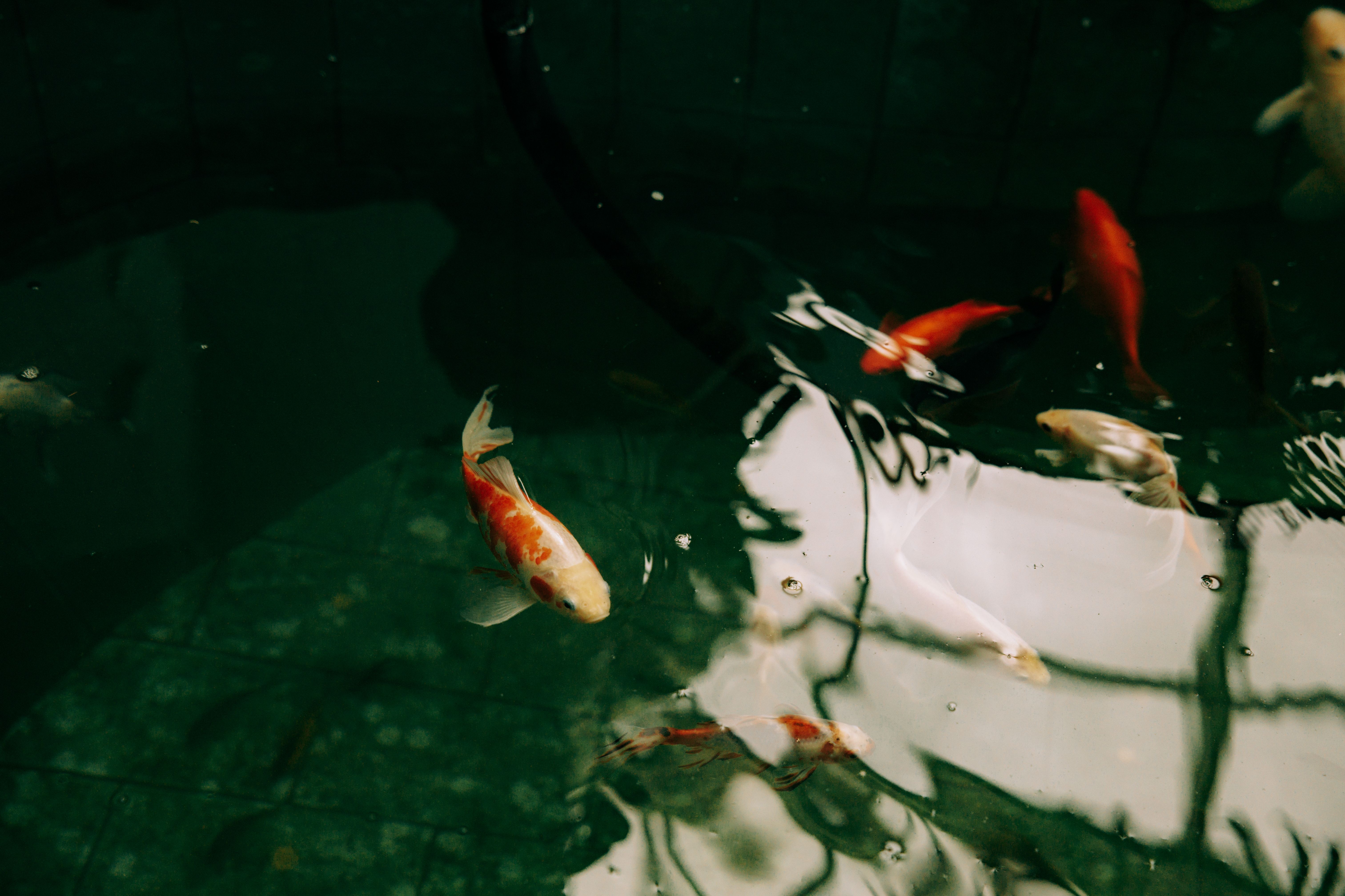 Vibrant koi fish swimming gracefully in a glass aquarium, showcasing their stunning colors.