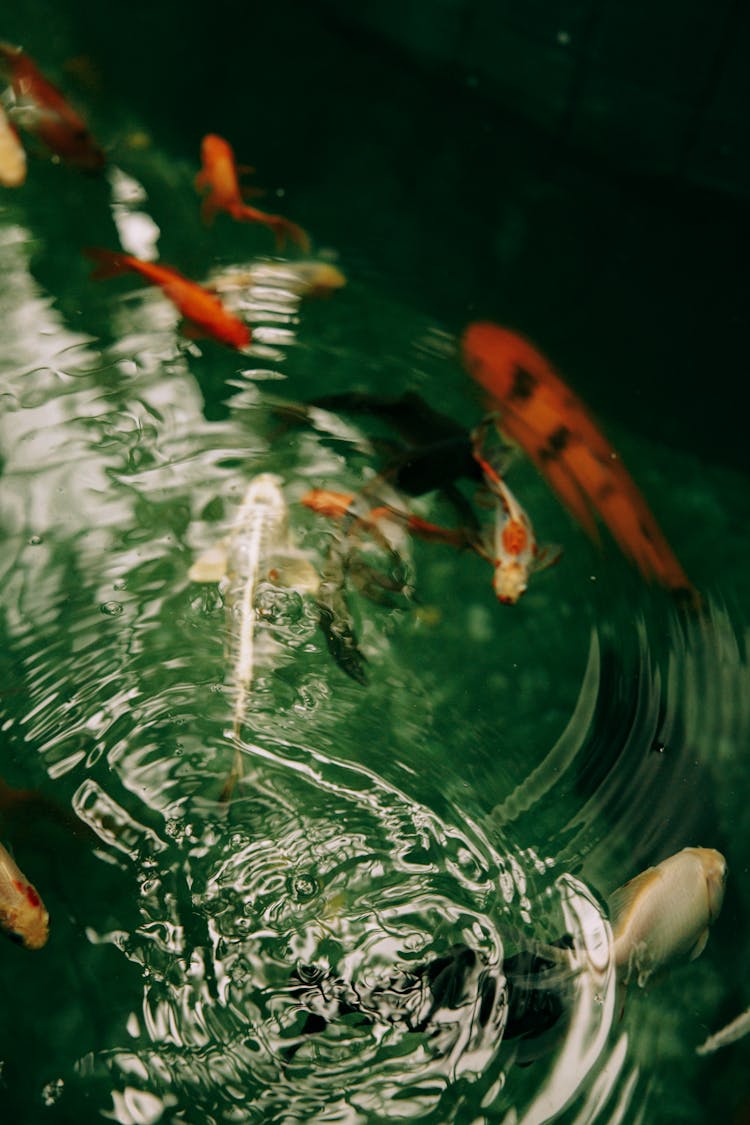 Orange And White Koi Fishes In An Aquarium