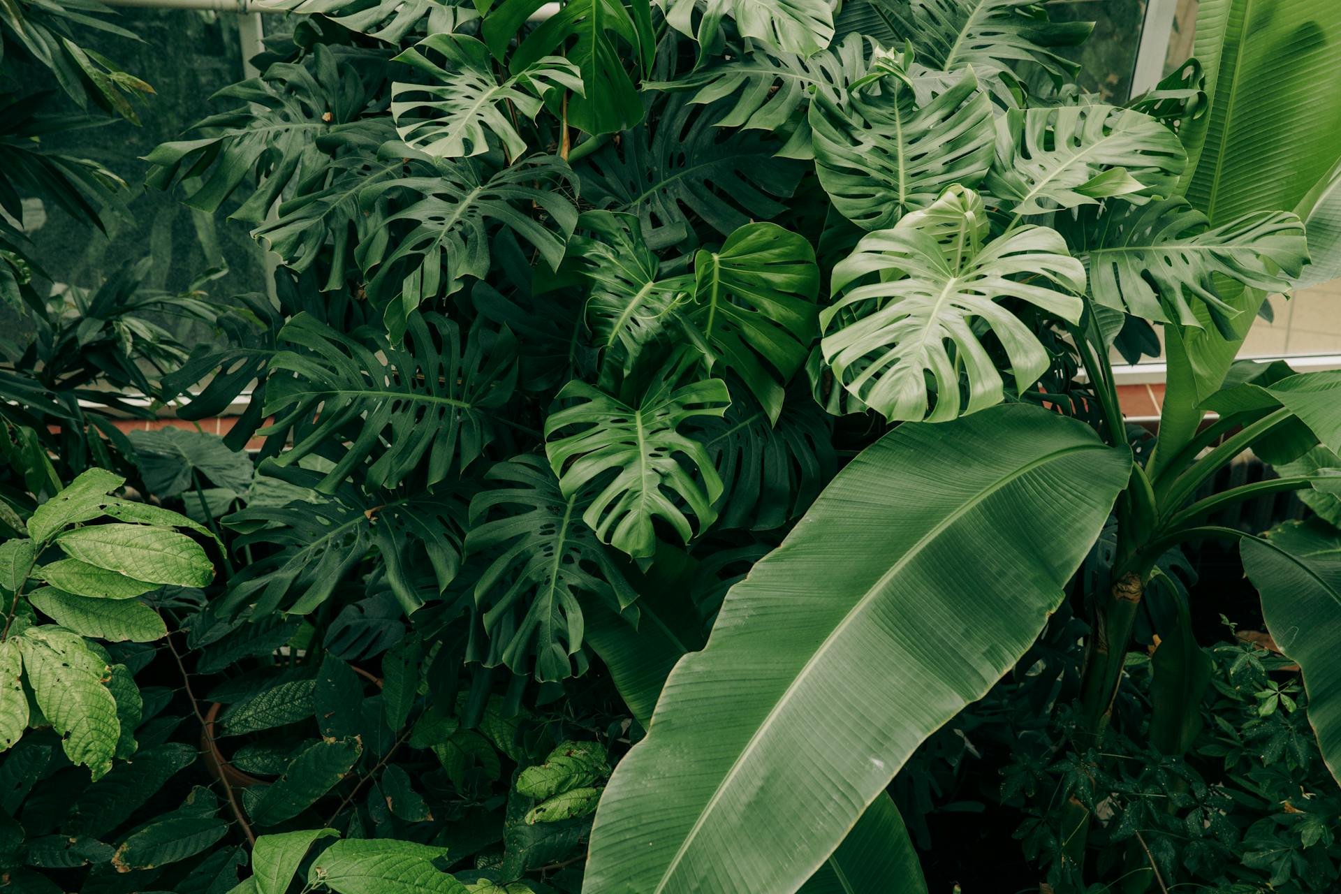 Photo of Green Plants