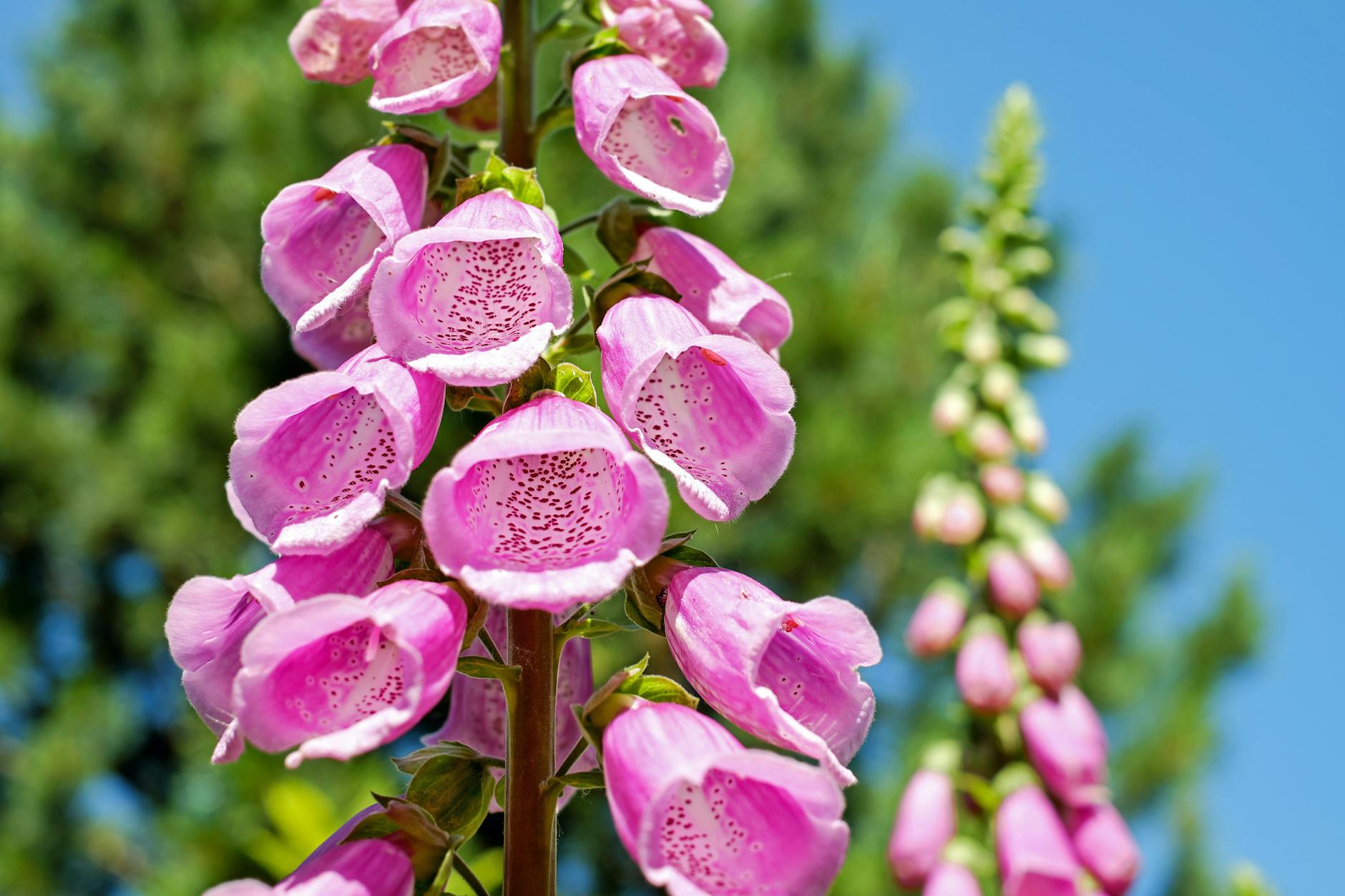 ll-Summer Perennials|7 Garden Flower Ultimate Ideas for Every Season