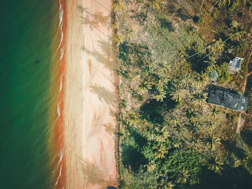 Drone view of light beige sandy beach of vibrant green wavy ocean next to cottage surrounded by grass and palms