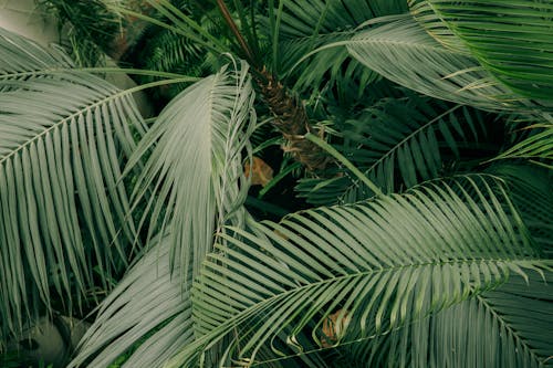 Photo of Palm Leaves