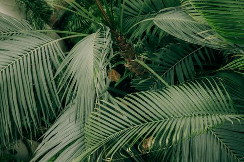 Free Detailed close-up shot of lush green palm leaves, perfect for nature-themed projects. Stock Photo