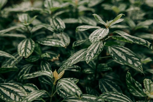 Green and White Leaf Plant