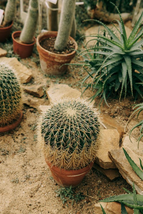 Green Cactus Plant in Brown Clay Pot