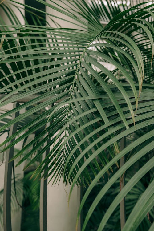 Darmowe zdjęcie z galerii z fotografia roślin, liście, pionowy strzał