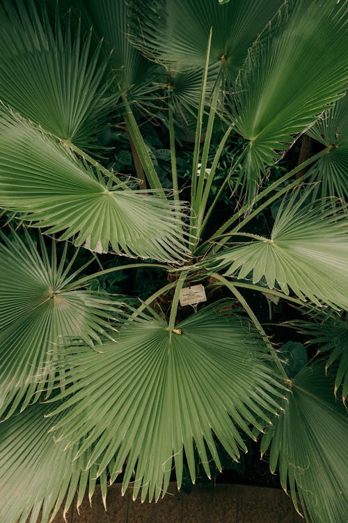 Foto profissional grátis de chamaerops, folhas verdes, palmeiras