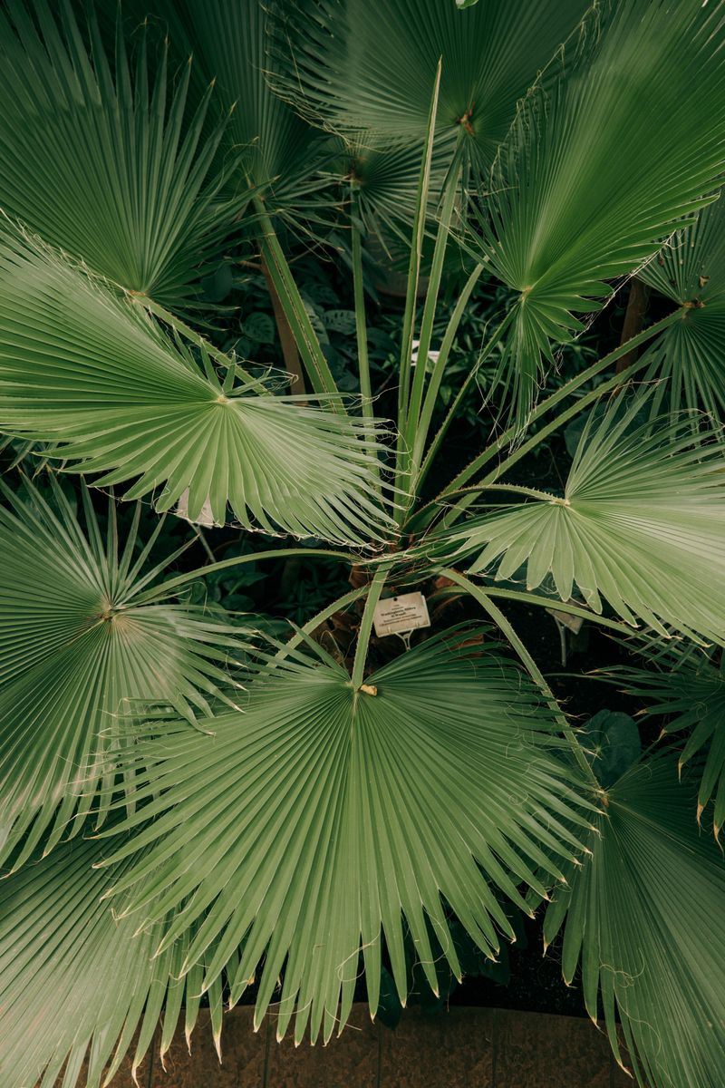 Detailed close-up of lush green Chamaerops fan palm leaves