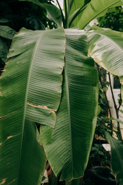 Vibrant green foliage of banana trees captured close-up, showcasing natural texture and tropical ambiance.