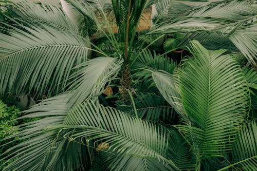 бесплатная Бесплатное стоковое фото с банановые листья, ботанический сад, Зеленое растение Стоковое фото