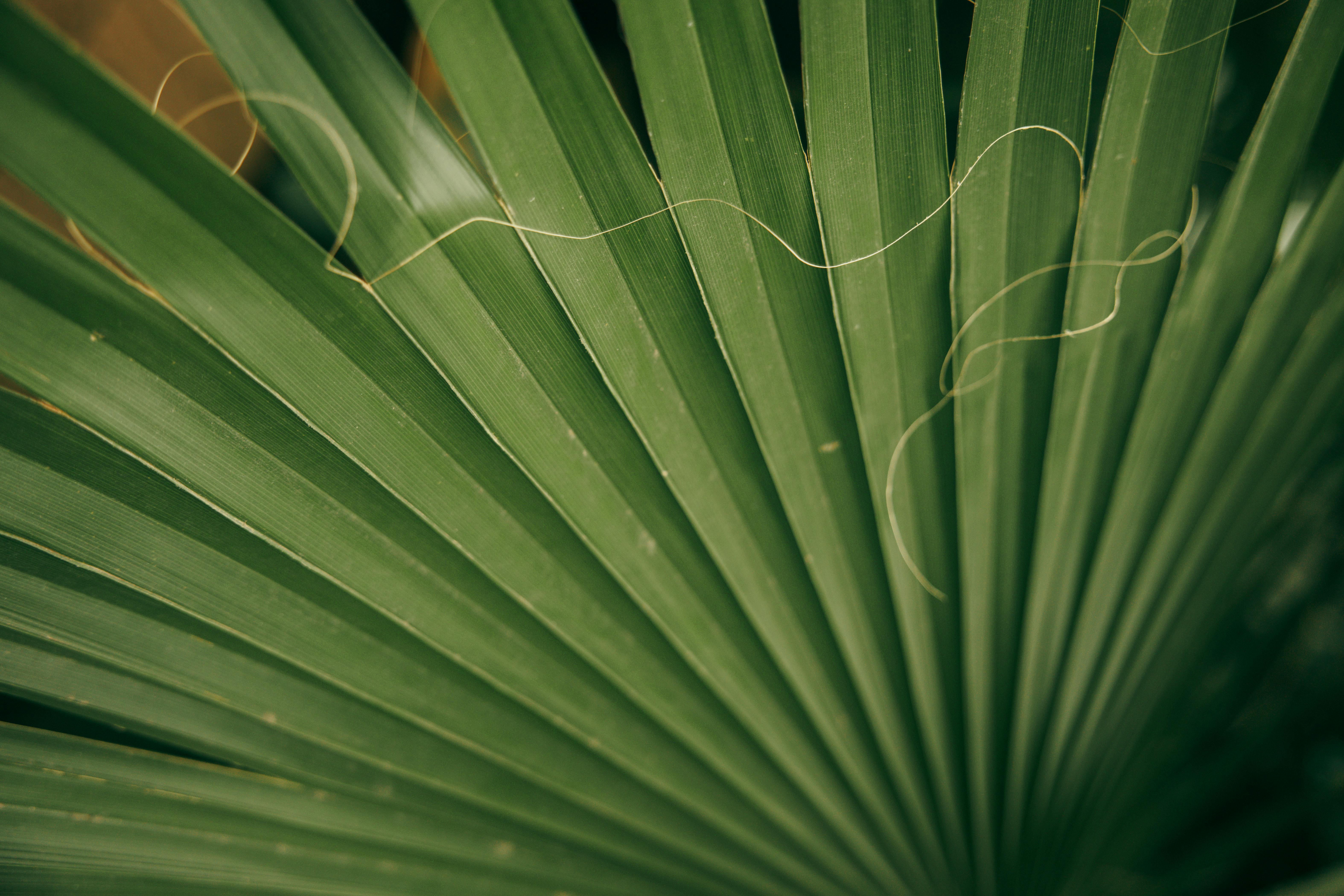 Free A Close-Up Shot of a Footstool Palm Stock Photo