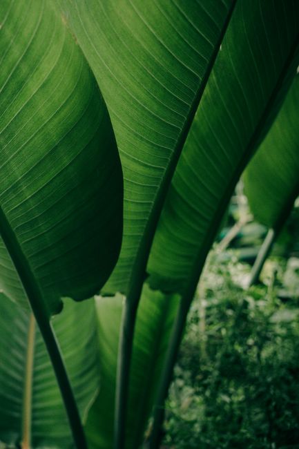 Close-up view of vibrant green banana leaves beautifully textured and arranged vertically in nature.