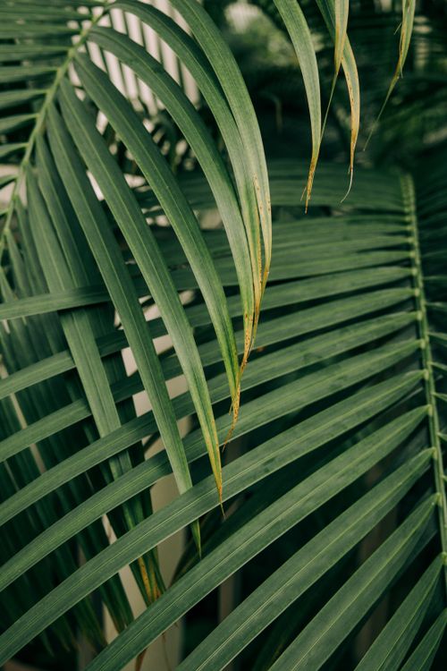 Free A detailed close-up of green tropical palm leaves showcasing natural foliage beauty. Stock Photo