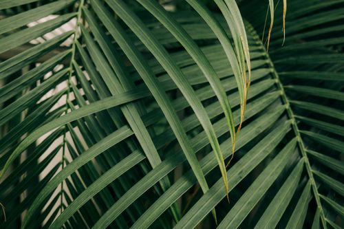 Free Detailed close-up of lush green palm leaves with intricate patterns creating a tropical vibe. Stock Photo